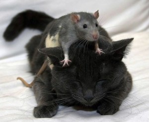 Gatto e topo
